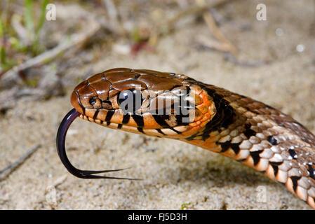 Couleuvre à collier (Natrix natrix), portrait d'une couleuvre d'effleurement avec des taches orange sur le col, la Roumanie, l'Dobrudscha Biosphaerenreservat Donaudelta, Banque D'Images