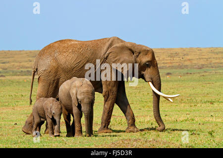 L'éléphant africain (Loxodonta africana), avec deux éléphanteaux, Kenya, Masai Mara National Park Banque D'Images