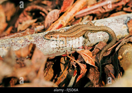 Lézard vivipare, lézard commun européen (Lacerta vivipara, Zootoca vivipara), un bain de soleil sur une branche, l'Allemagne, l'Oberschwaben Banque D'Images