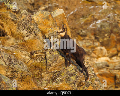 Chamois (Rupicapra rupicapra), chamois buck dans les montagnes, l'Italie, le Parc National Gran Paradiso Banque D'Images