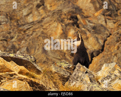 Chamois (Rupicapra rupicapra), les jeunes chamois buck pendant l'orniérage à temps ou un rival, l'Italie, le Parc National Gran Paradiso Banque D'Images