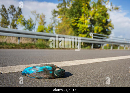 River Kingfisher (Alcedo atthis), gisant mort sur une route, Allemagne, Bavière, Niederbayern, Basse-Bavière, Straubing Banque D'Images