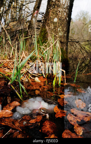 Grenouille rousse, grenouille herbe (Rana temporaria), herbe gelée grenouille dans un étang, spawn est de l'enflure du corps , L'Allemagne, l'Oberschwaben Banque D'Images