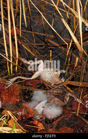 Grenouille rousse, grenouille herbe (Rana temporaria), herbe gelée grenouilles dans un étang, spawn est un gonflement du corps de l'un d'entre eux, l'Allemagne, l'Oberschwaben Banque D'Images