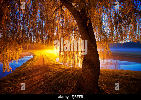 Gris nain saule (Salix tristis), willow au coucher du soleil, Pforzheim, Allemagne, château-du-Nord-Westphalie, Teltow Banque D'Images