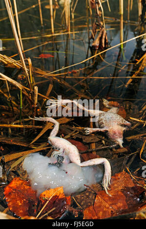 Grenouille rousse, grenouille herbe (Rana temporaria), herbe gelée grenouilles dans un étang, spawn est un gonflement du corps de l'un d'entre eux, l'Allemagne, l'Oberschwaben Banque D'Images