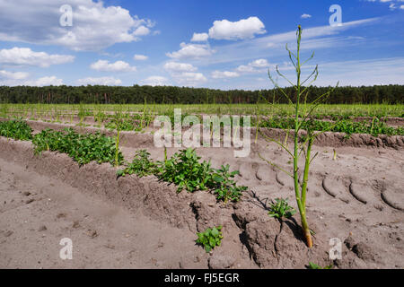 Asperge, Sparrow Gras, d'une asperge (Asparagus officinalis), la culture des asperges, de l'Allemagne, la Saxe-Anhalt Banque D'Images