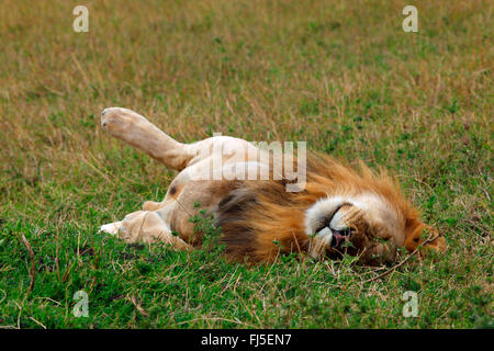 Lion (Panthera leo), dormir, Kenya, Masai Mara National Park Banque D'Images