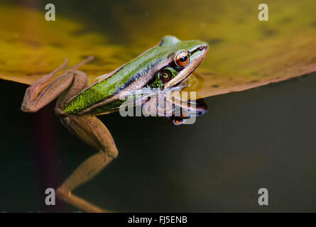 Hylarana megalonesa (grenouille), remontée de l'eau sur une feuille, la Malaisie, Bornéo, Sabah Banque D'Images