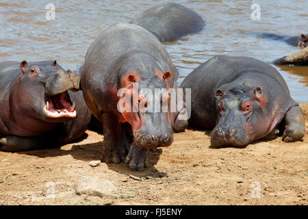 Hippopotame, hippopotame, hippopotame commun (Hippopotamus amphibius), groupe à berge, Kenya, Masai Mara National Park Banque D'Images