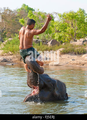 L'éléphant indien (Elephas maximus indicus, Elephas maximus bengalensis), keeper jouant dans l'eau avec Tara, l'un des plus célèbres éléphants vache asiatique dans le monde, l'Inde, le Madhya Pradesh Banque D'Images