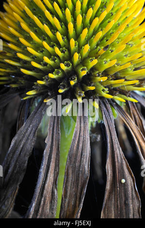 Pourpre, pourpre, rudbeckie pourpre, l'est-violet-d'échinacée (Echinacea purpurea 'Alba', Rudbeckia purpurea, Brauneria purpurea), flétries, le cultivar Alba Banque D'Images