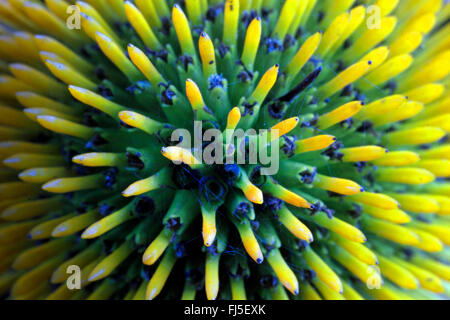 Pourpre, pourpre, rudbeckie pourpre, l'est-violet-d'échinacée (Echinacea purpurea 'Alba', Rudbeckia purpurea, Brauneria purpurea), flétries, le cultivar Alba Banque D'Images