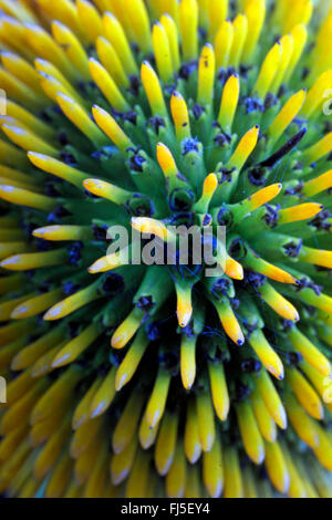 Pourpre, pourpre, rudbeckie pourpre, l'est-violet-d'échinacée (Echinacea purpurea 'Alba', Rudbeckia purpurea, Brauneria purpurea), flétries, le cultivar Alba Banque D'Images