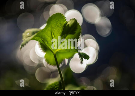 Lady's-mantle (Alchemilla vulgaris agg.), feuille avec la lumière, l'Allemagne, la Saxe refelxes Vogtlaendische, Schweiz Banque D'Images