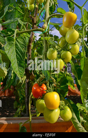 Jardin la tomate (Solanum lycopersicum, Lycopersicon esculentum), la culture de tomates sur un balcon, Allemagne Banque D'Images