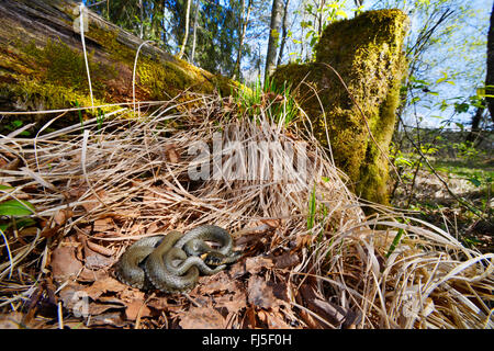 Couleuvre à collier (Natrix natrix), couleuvre de soleil au printemps, l'Allemagne, l'Oberschwaben Banque D'Images