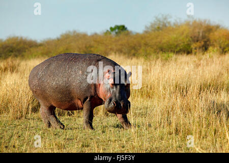 Hippopotame, hippopotame, hippopotame commun (Hippopotamus amphibius), à Savannah, Kenya, Masai Mara National Park Banque D'Images