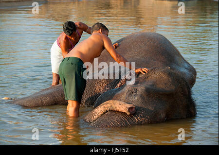 L'éléphant indien (Elephas maximus indicus, Elephas maximus bengalensis), deux keepers lave-Tara, l'un des plus célèbres éléphants d'Asie, Inde, vache Madhya Pradesh Banque D'Images