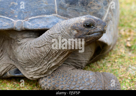 Tortue géante des Seychelles, Aldabran tortues géantes d'Aldabra, tortue géante (Aldabrachelys gigantea, Testudo gigantea, Geochelone gigantea, Megalochelys gigantea), portrait, regard, Côté, Curieuse des Seychelles Banque D'Images