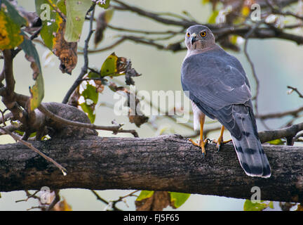 Shikra (Accipiter badius), femme assise sur une branche et à l'arrière, vue de derrière, l'Inde, Kanha National Park Banque D'Images