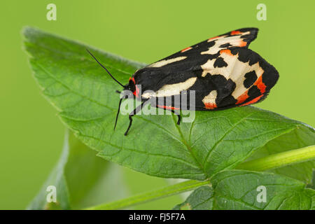 Parasemia plantaginis (Tiger Wood, Phalaena plantaginis), sur une feuille, Allemagne Banque D'Images