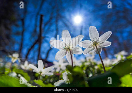 Anémone des bois (Anemone nemorosa), fleurs en contre-jour, l'Allemagne, la Saxe, Vogtlaendische Schweiz, Triebtal Banque D'Images