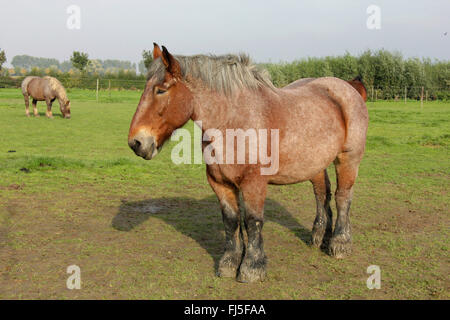 Ardenner Cheval (Equus przewalskii f. caballus), cheval lourd debout dans un paddock, Pays-Bas, Zeeland, Oostburg Banque D'Images