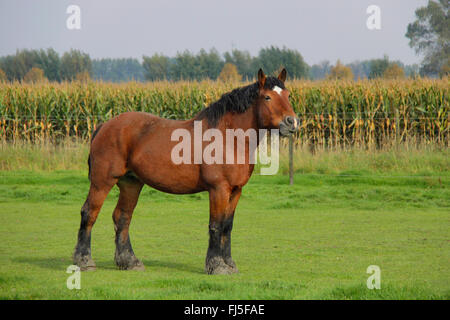 Ardenner Cheval (Equus przewalskii f. caballus), cheval lourd dans un paddock, Pays-Bas, Zeeland, Oostburg Banque D'Images