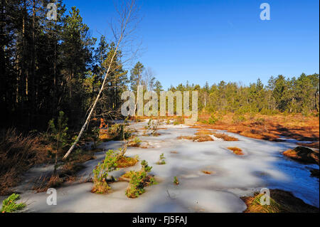 Croûte de glace dans Fetzach-Taufachmoos Ursee highmoor près de lac, Allemagne, Bavière, Allgaeu, Oberschwaden Banque D'Images