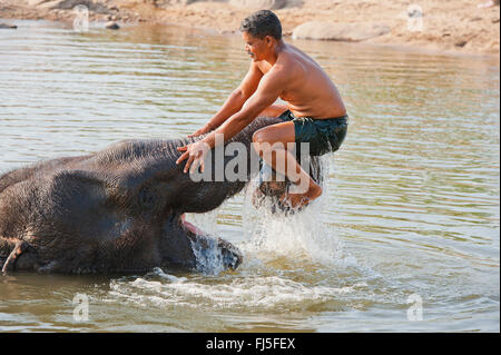 L'éléphant indien (Elephas maximus indicus, Elephas maximus bengalensis), keeper jouant dans l'eau avec Tara, l'un des plus célèbres éléphants d'Asie, Inde, vache Madhya Pradesh Banque D'Images