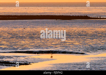 Héron cendré (Ardea cinerea), près de la mer des wadden Spieka Neufeld, héron cendré qui se cache pour la proie à un tideway, ALLEMAGNE, Basse-Saxe, Spieka Neufeld Banque D'Images