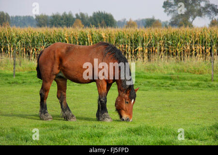Ardenner Cheval (Equus przewalskii f. caballus), le pâturage de chevaux lourds dans un paddock, Pays-Bas, Zeeland, Oostburg Banque D'Images