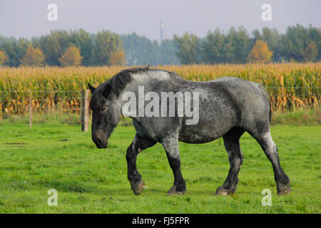 Ardenner Cheval (Equus przewalskii f. caballus), balades de chevaux lourds dans un paddock, Pays-Bas, Zeeland, Oostburg Banque D'Images