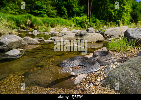 Couleuvre à collier (Natrix natrix), à l'enroulement de la riverside Erlau, Allemagne, Bavière, Parc National de la Forêt bavaroise Banque D'Images