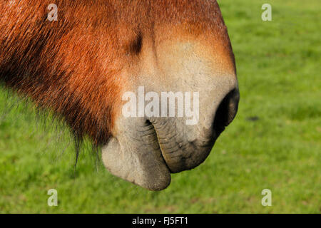 Ardenner Cheval (Equus przewalskii f. caballus), les narines et la bouche Banque D'Images