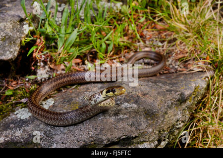 Aesculapian snake (Elaphe longissima, Zamenis longissimus), jeune animal sur une pierre, en Allemagne, en Bavière, Parc National de la Forêt bavaroise Banque D'Images