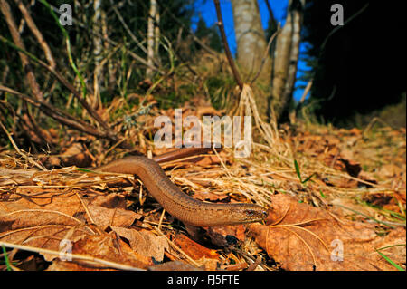 Ver lent européenne, blindworm, slow worm (Anguis fragilis), homme ver lent serpentant à travers le feuillage, Allemagne, Bade-Wurtemberg, Forêt-Noire Banque D'Images