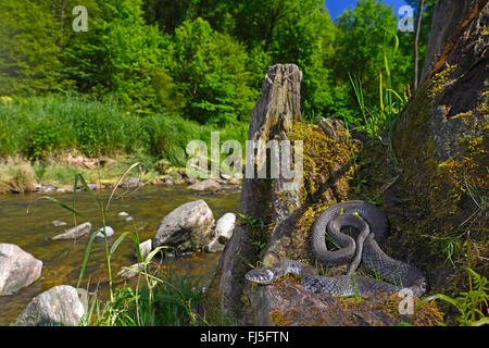 Couleuvre à collier (Natrix natrix), au bord d'une rivière, l'Allemagne, la Bavière, le Parc National de la Forêt bavaroise Banque D'Images