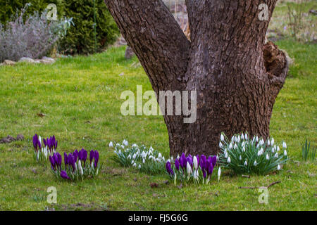 Crocus Crocus du printemps, néerlandais (Crocus vernus, Crocus neapolitanus), avec les perce-neige à un tronc d'arbre dans un pré, en Allemagne, en Mecklembourg-Poméranie-Occidentale Banque D'Images