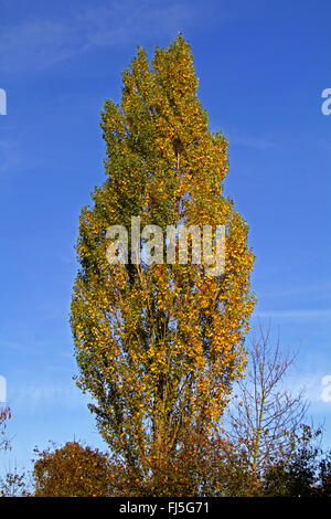 Peuplier (Populus nigra var. italica, Populus nigra 'Italica', Populus Italica, Populus nigra italica), à l'automne contre le ciel bleu, Allemagne Banque D'Images