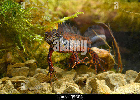 Danube, triton crêté Triturus dobrogicus newt (Danube), homme, Roumanie, Donau-Delta Razim-Sinoe, Banque D'Images