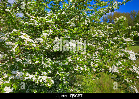 L'aubépine commune, singleseed l'aubépine, l'anglais l'aubépine (Crataegus monogyna), arbuste en fleurs sur un pré, Allemagne Banque D'Images