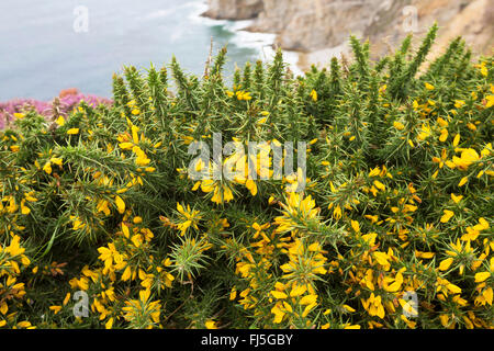 L'ajonc d'Europe de l'Ouest, Nain (Ulex gallii) Furze, sur la côte Atlantique, France Banque D'Images