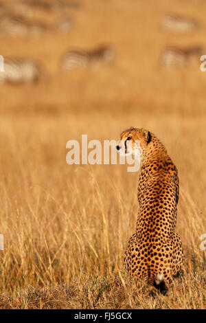 Le Guépard (Acinonyx jubatus), se trouve dans les savanes de pâturage avec zebra troupeau dans l'arrière-plan, Kenya, Masai Mara National Park Banque D'Images