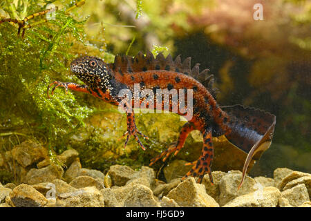 Danube, triton crêté Triturus dobrogicus newt (Danube), homme, Roumanie, Donau-Delta Razim-Sinoe, Banque D'Images