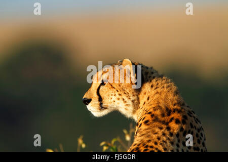 Le Guépard (Acinonyx jubatus), portrait, Kenya, Masai Mara National Park Banque D'Images
