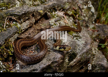 Aesculapian snake (Elaphe longissima, Zamenis longissimus), jeune animal sur une pierre, en Allemagne, en Bavière, Parc National de la Forêt bavaroise Banque D'Images