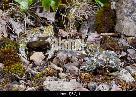 Crapaud vert (Bufo bigarré, viridis), hommes et femmes sur le sol rocheux, l'Allemagne, Bade-Wurtemberg Banque D'Images