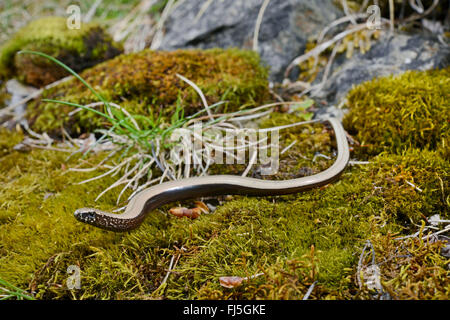 Ver lent européenne, blindworm, slow worm (Anguis fragilis), la lenteur de ver sur la mousse, Allemagne, Bade-Wurtemberg, Forêt-Noire Banque D'Images